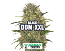 Harzige Blüte der Sorte Black Dom XXL von Sensoryseeds