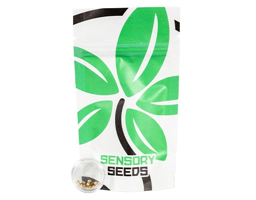 cannabis-samen-space-mango