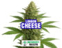 Harzige Blüte der Sorte London Cheese von Sensoryseeds