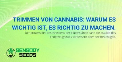 Warum es wichtig ist, Cannabis zu beschneiden