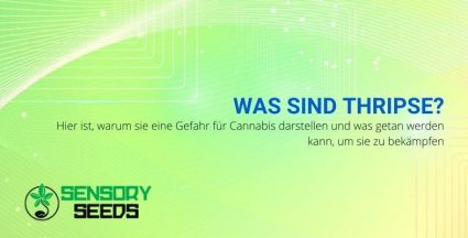 Warum sind Thripse eine Gefahr für Cannabis?