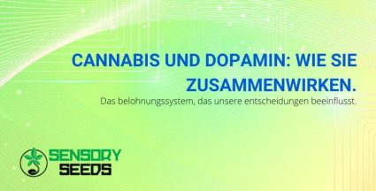 Wie wirken Cannabis und Dopamin zusammen?