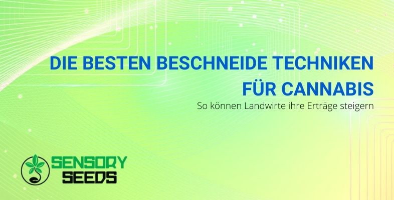 Beschneiden von Cannabis: die besten Techniken