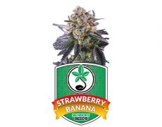 Cannabissamen-strawberry-banana