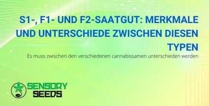 Die Merkmale und Unterschiede von S1-, F1- und F2-Cannabissamen