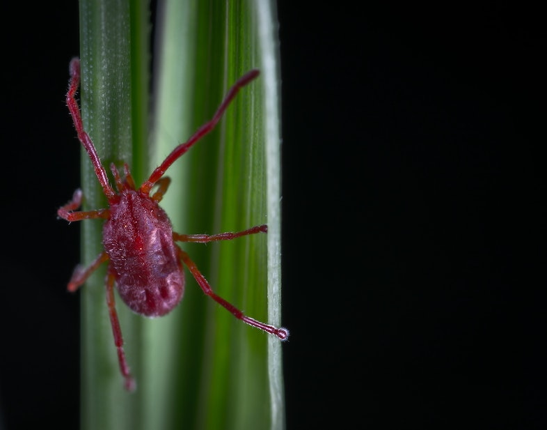 Rote Hanfspinne