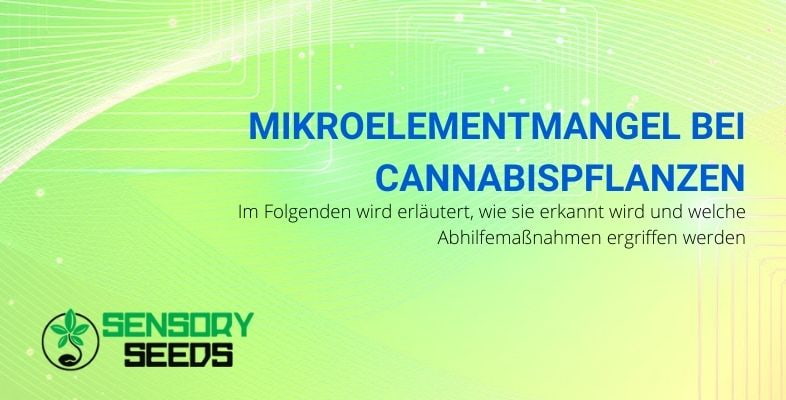 Wie man einen Mangel an Mikroelementen bei Cannabispflanzen erkennt