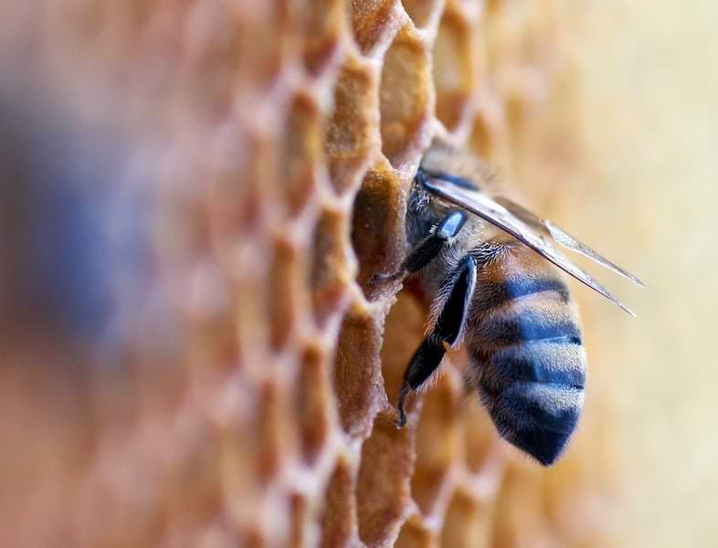 Hanf sativa Honig gibt es nicht