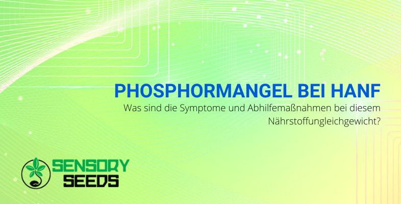 Symptome-beseitigt-Phosphormangel-bei-Hanf
