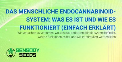 Was ist das menschliche Endocannabinoid-System und wie funktioniert es?