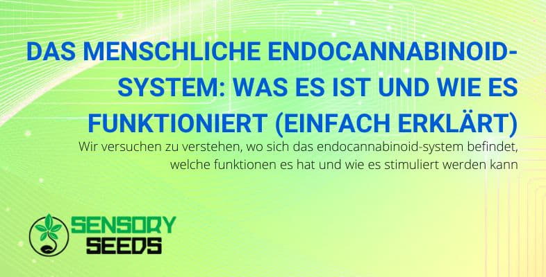 Was ist das menschliche Endocannabinoid-System und wie funktioniert es?