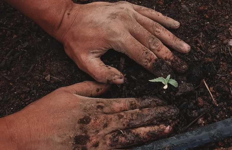 Der Cannabisanbau kann im Freien oder im Haus erfolgen.