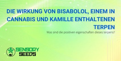 Bisabolol-Terpene von Cannabis und Kamille: die Auswirkungen