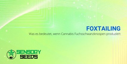 Was bedeutet es, wenn Cannabis Fuchsschwänze produziert (foxtailling)?