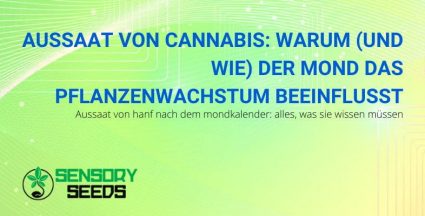 Wie der Mond die Cannabisaussaat beeinflusst