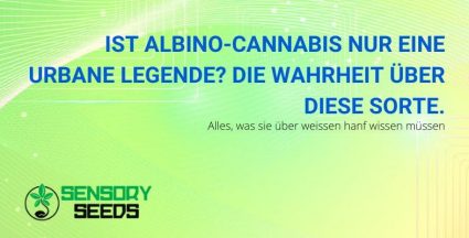 Alles, was Sie über Cannabis Albino wissen müssen