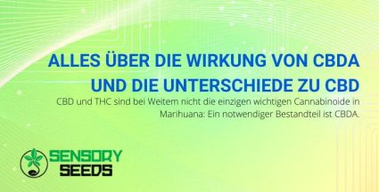 CBDA-Wirkungen und Unterschiede zu CBD