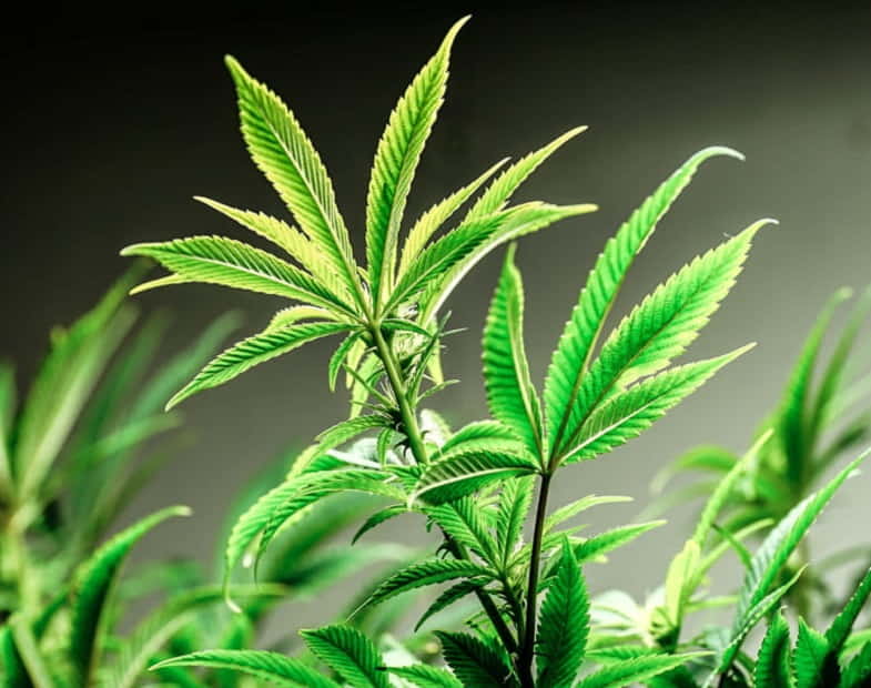 CBDA ist in der unbehandelten Cannabispflanze vorhanden