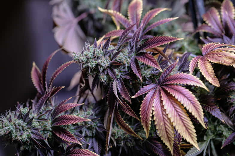 Lila Cannabis mit vergilbten Blättern