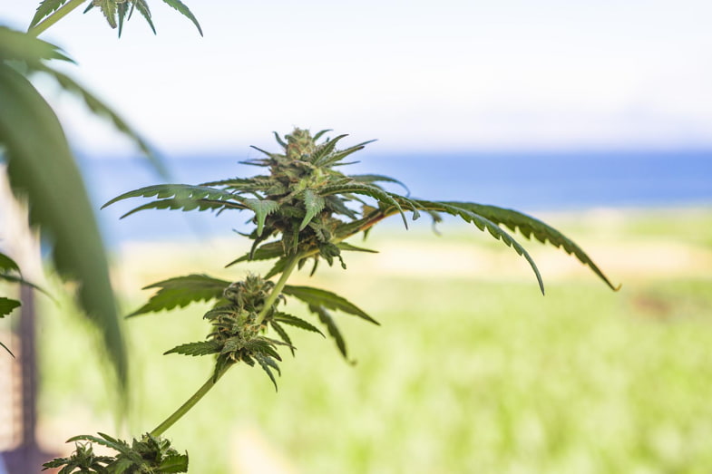 Eine Cannabispflanze