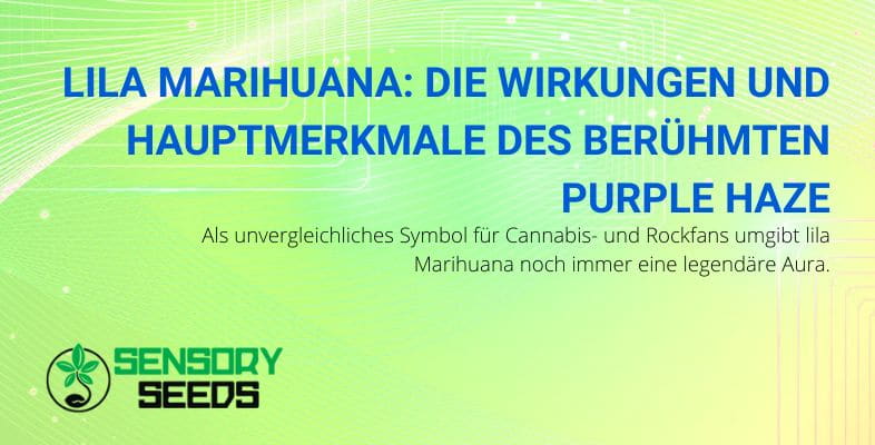 Die Wirkungen und Eigenschaften von violettem Marihuana