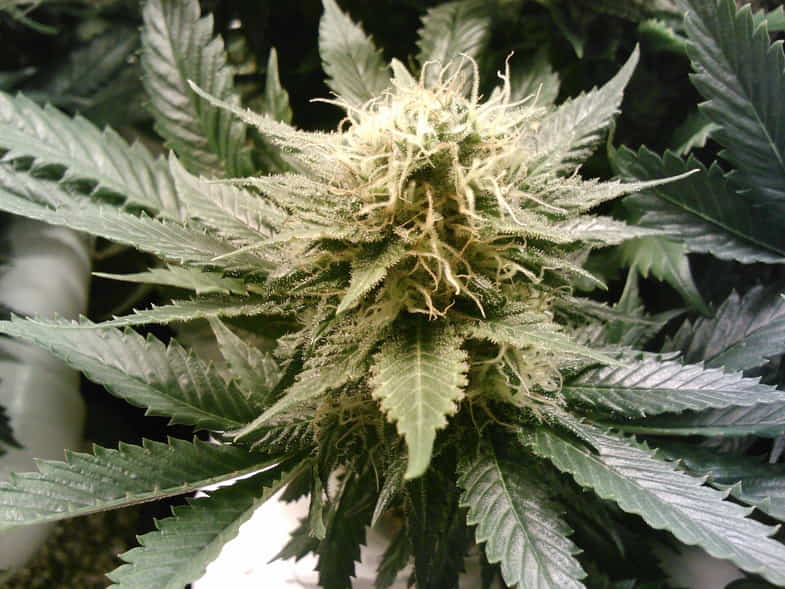 Hunderte von Wirkstoffen sind in den Blütenständen von Cannabis enthalten