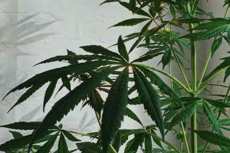 Männliche Cannabispflanze