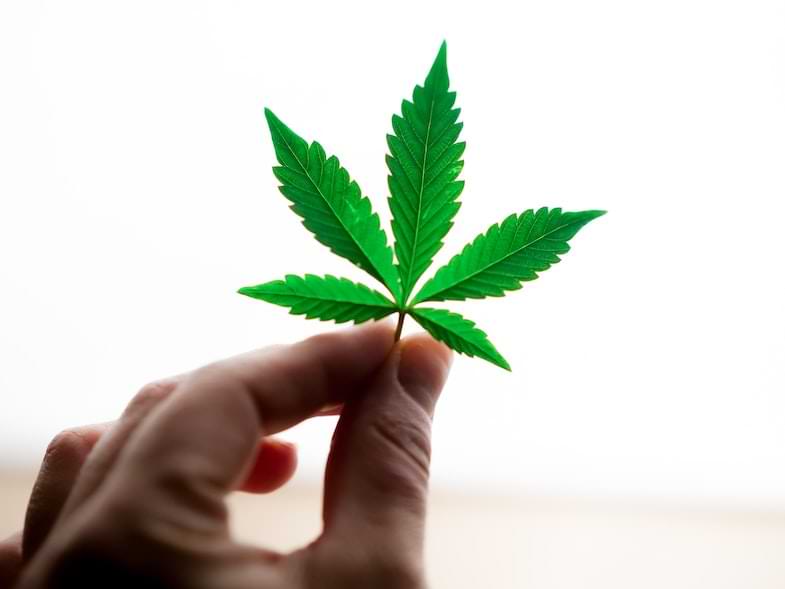 Geschichte von Cannabis