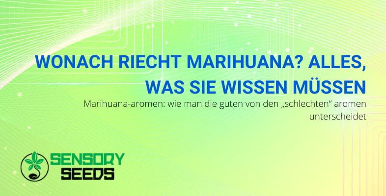 alles über den Geruch von Marihuana