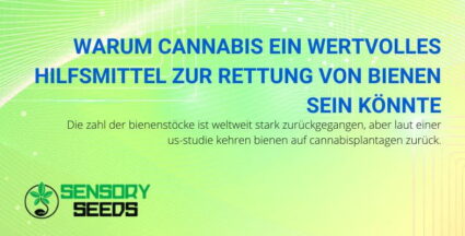 Cannabis, ein Hilfsmittel zur Rettung der Bienen