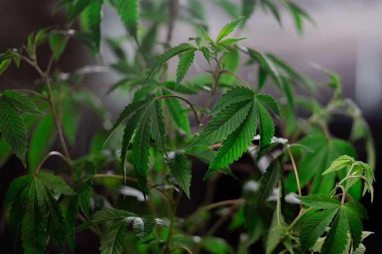 Legale Cannabis-Plantage