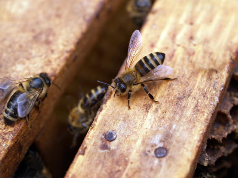 Aufgrund der globalen Erwärmung ist die Zahl der Bienen drastisch zurückgegangen