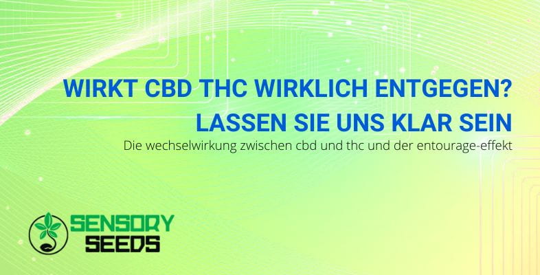 CBD wirkt THC entgegen | SensorySeeds