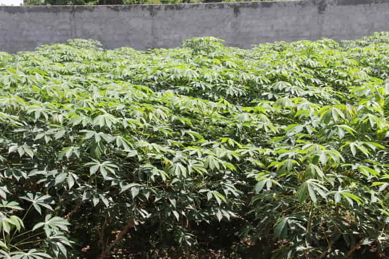 Die Maniokpflanze ähnelt Cannabis | SensorySeeds