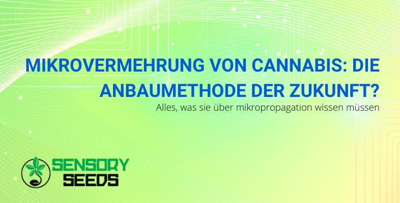 Was ist Cannabis-Mikrovermehrung | SensorySeeds