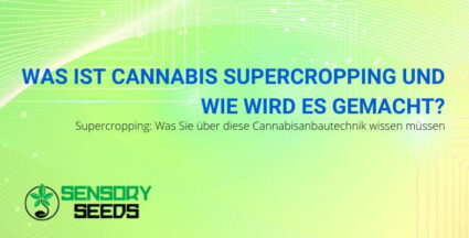 Was ist Cannabis-Supercropping? | SensorySeeds