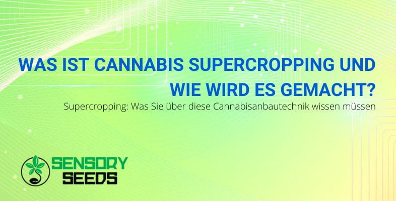 Was ist Cannabis-Supercropping? | SensorySeeds