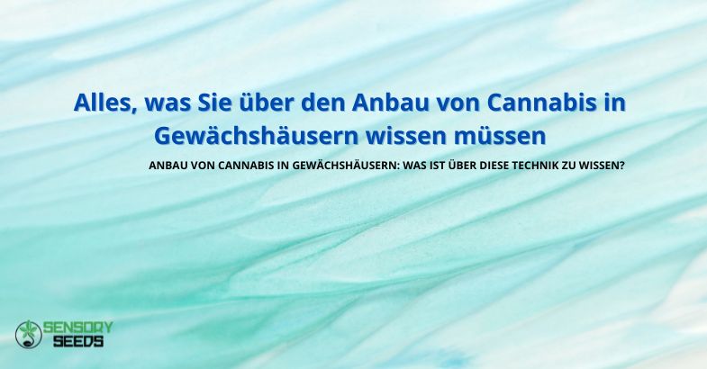 Alles, was Sie über den Anbau von Cannabis in Gewächshäusern wissen müssen