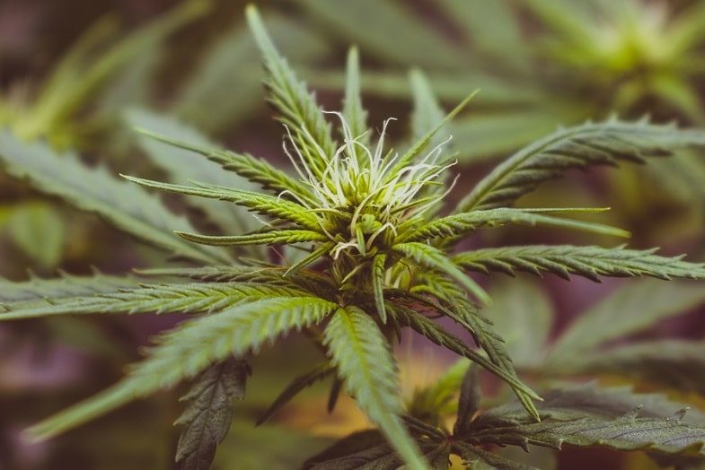 Laufende Studien zu GVO-Cannabis