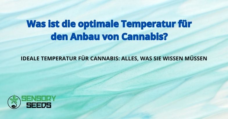 Was ist die optimale Temperatur für den Anbau von Cannabis?
