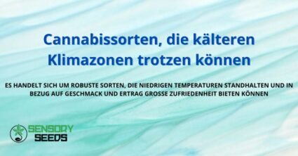 Cannabissorten, die kälteren Klimazonen trotzen können