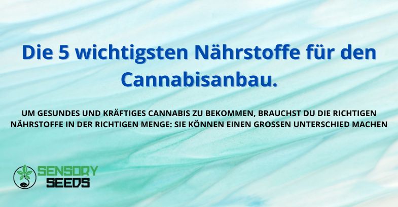 Die 5 wichtigsten Nährstoffe für den Cannabisanbau.