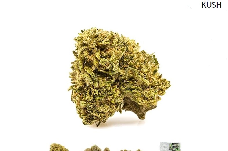 Kush-Cannabissorten: die Eigenschaften