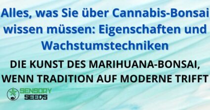 Alles, was Sie über Cannabis-Bonsai wissen müssen: Eigenschaften und Wachstumstechniken