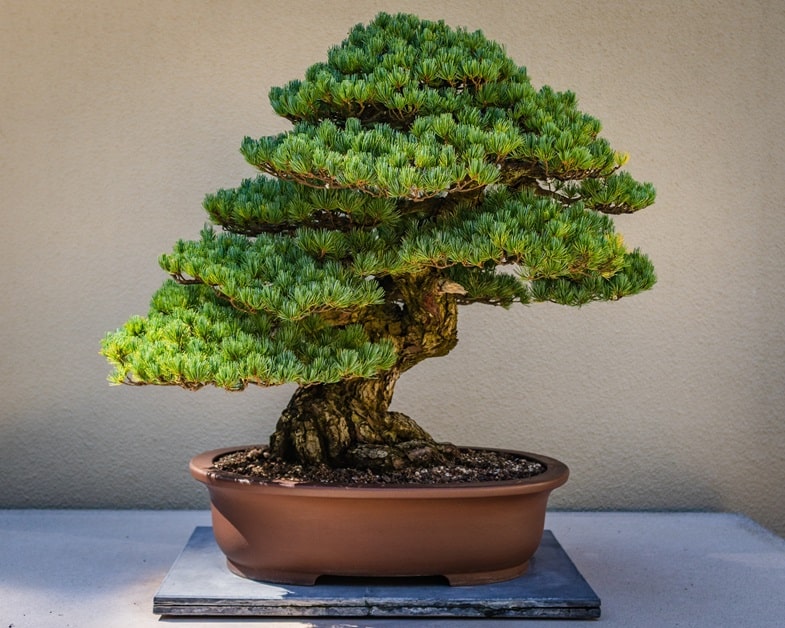 Eine Einführung in Bonsai-Kunst