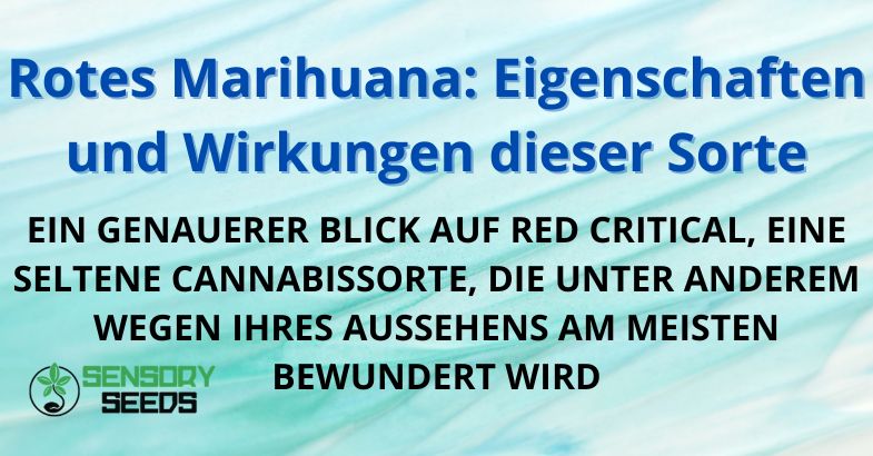 Rotes Marihuana: Eigenschaften und Wirkungen dieser Sorte