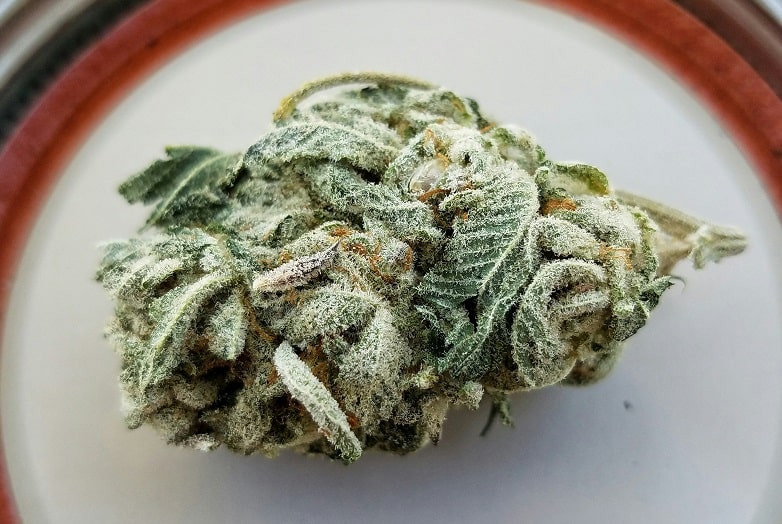Trocknung von cannabis