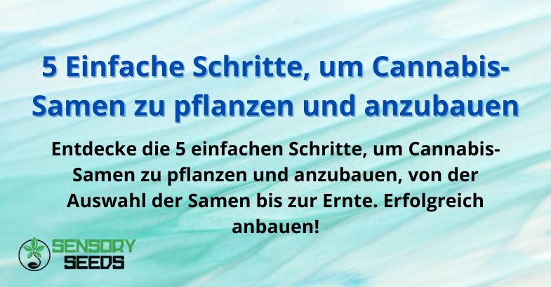 5 Einfache Schritte, um Cannabis-Samen zu pflanzen und anzubauen