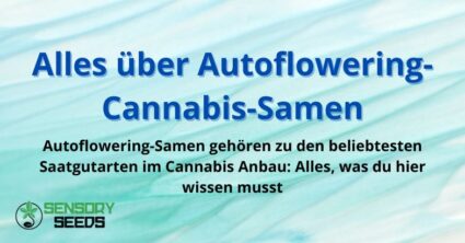 Alles über Autoflowering-Cannabis-Samen