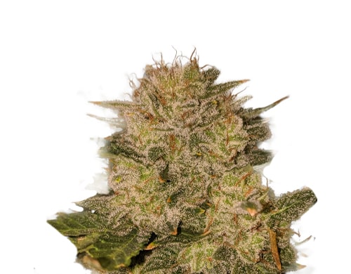 Wie man Autoflowering-Cannabis-Samen am besten anbaut